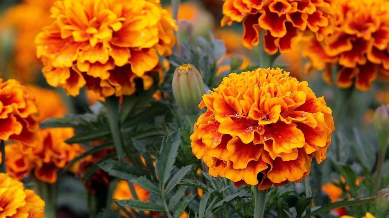 qué es el clemolito