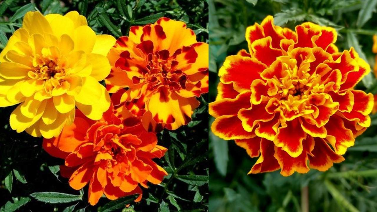 clemolito tipo de cempasuchil