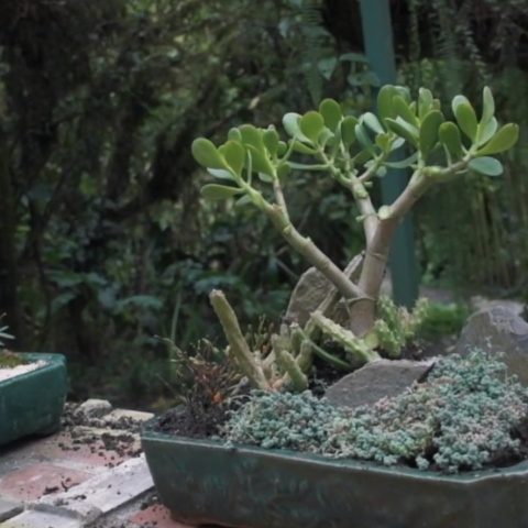 Suculentas bonsái