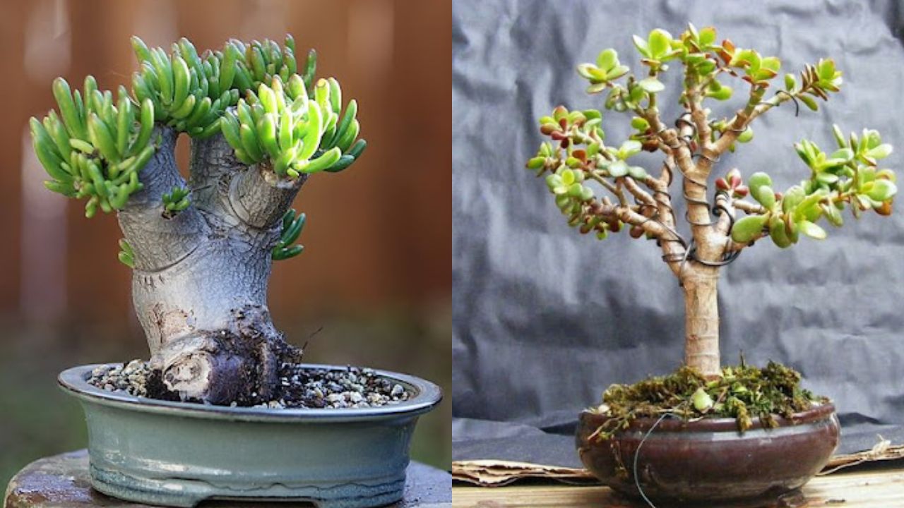 Cómo hacer bonsáis con suculentas