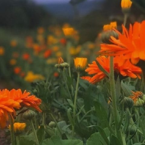 Cultivar caléndula en maceta paso a paso