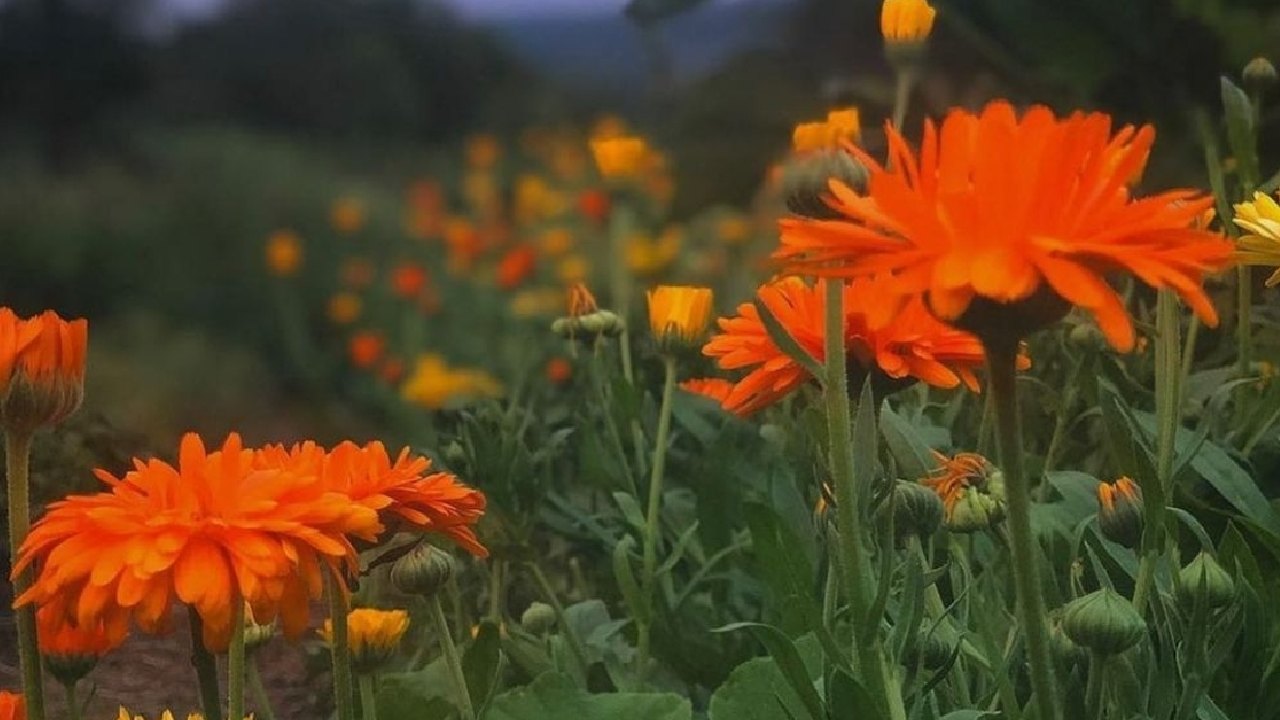Cultivar caléndula en maceta paso a paso