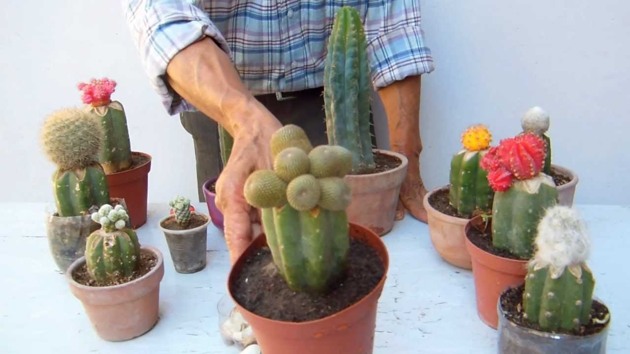 cómo injertar un cactus