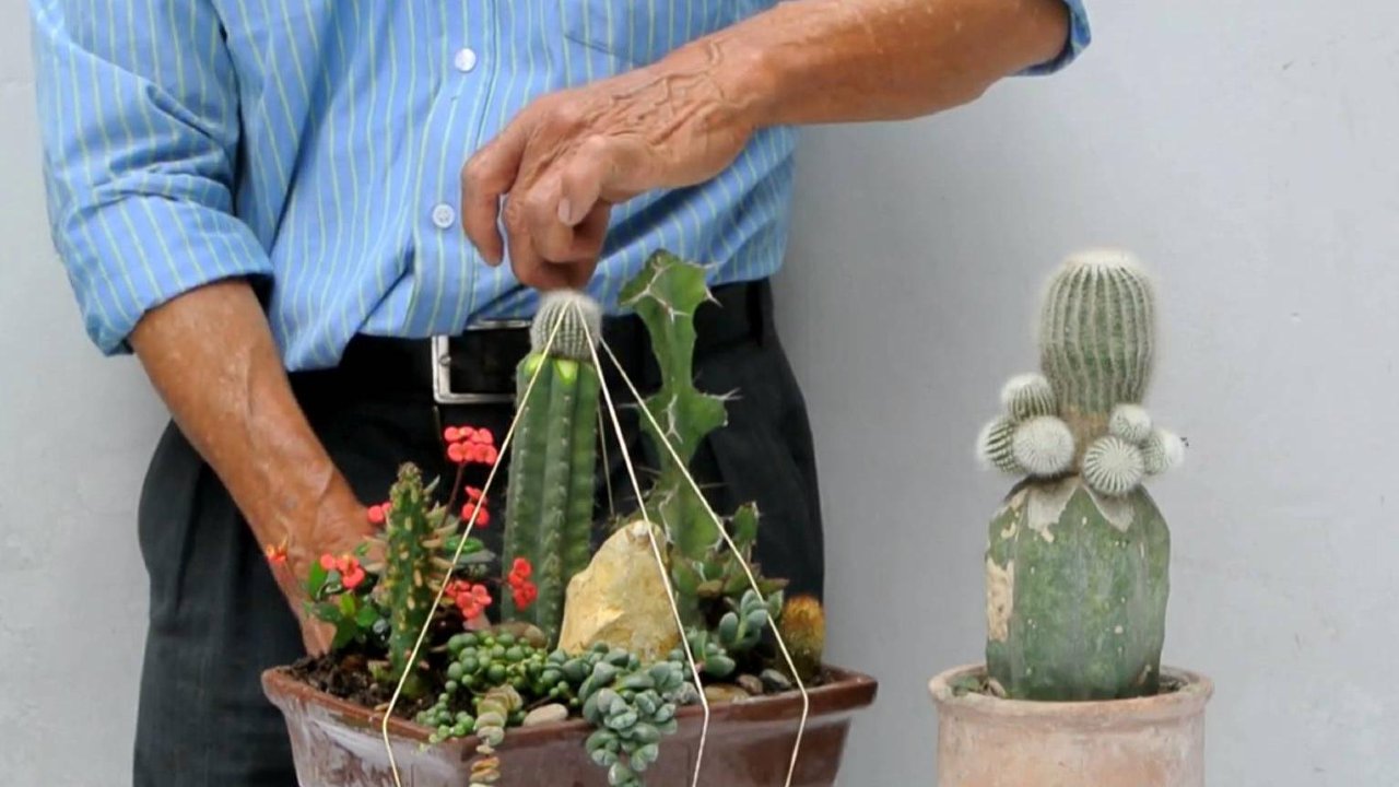 Como hacer injertos de cactus