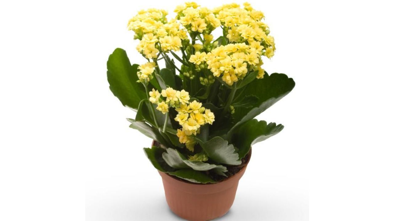 hacer-que-florezca-tu suculenta-kalanchoe-amarilla