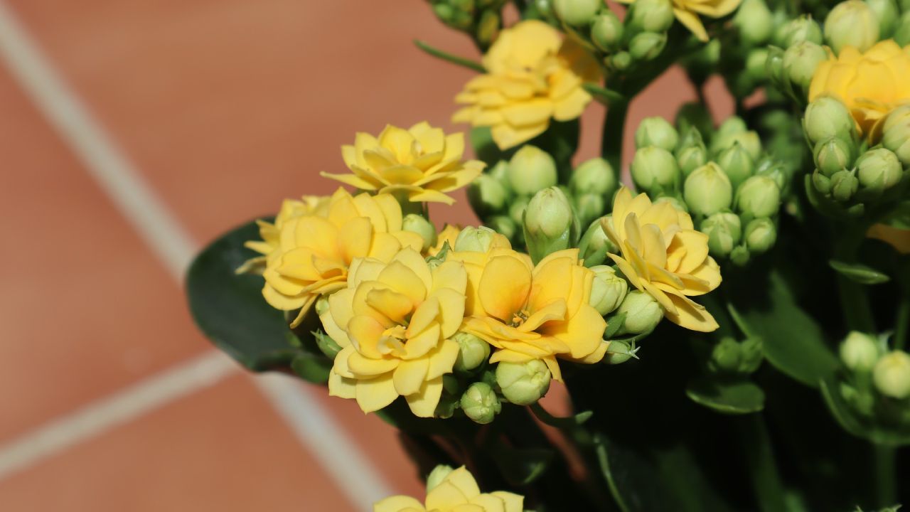 como-hacer-que-florezca-tu suculenta-kalanchoe-amarilla