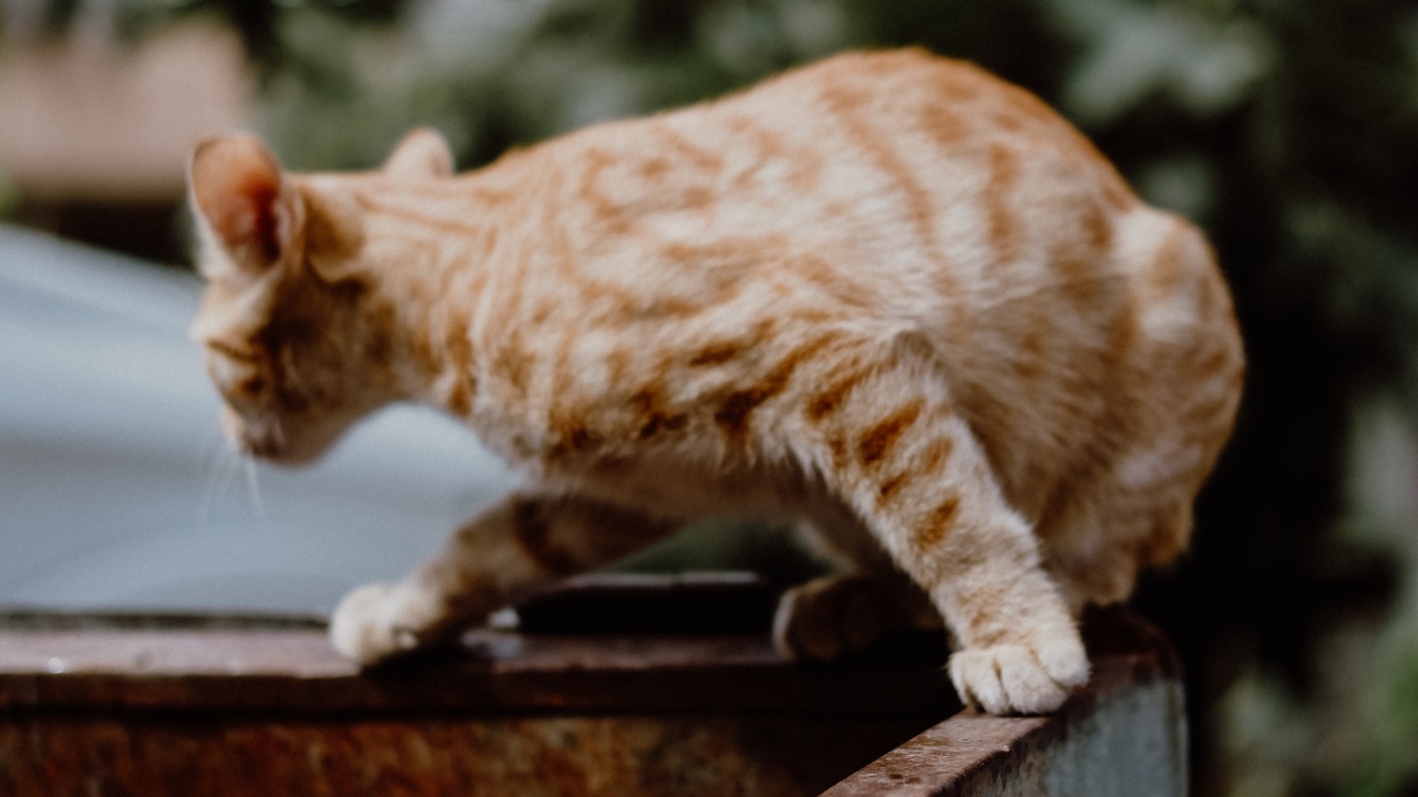 como hacer que mi gato deje de hurgar en basura