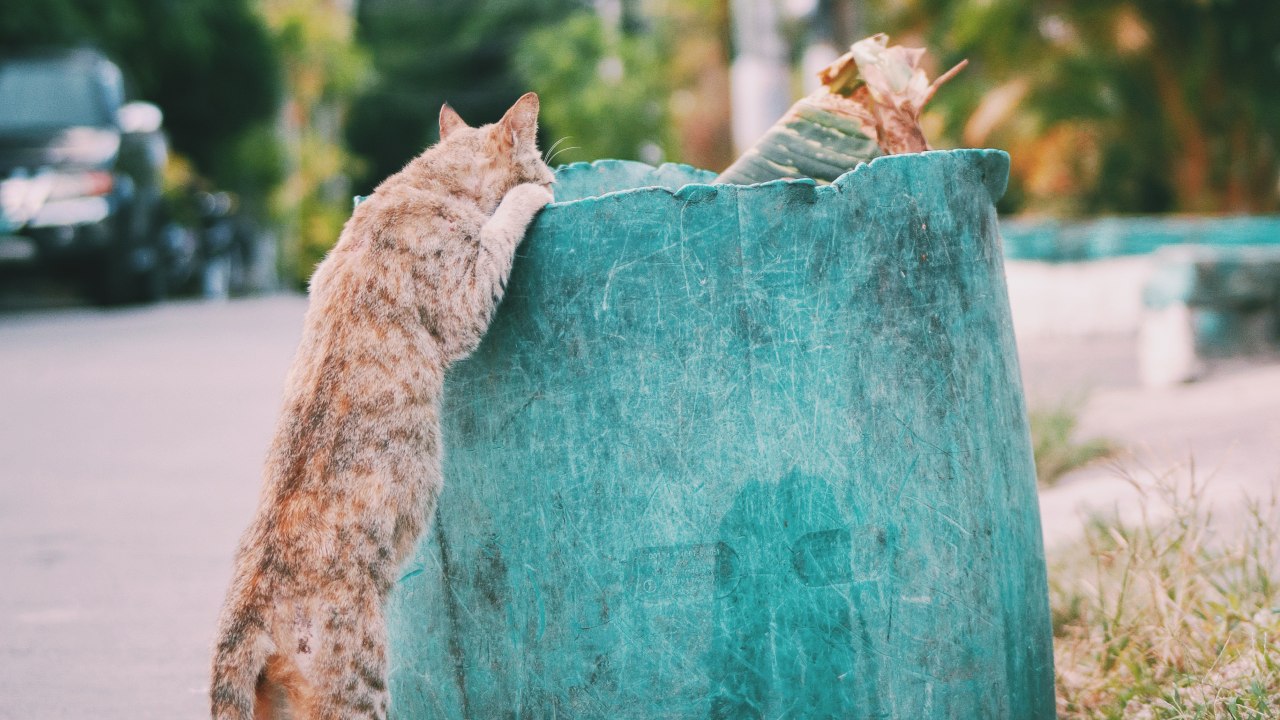 como hacer que tu gato deje de hurgar en basura