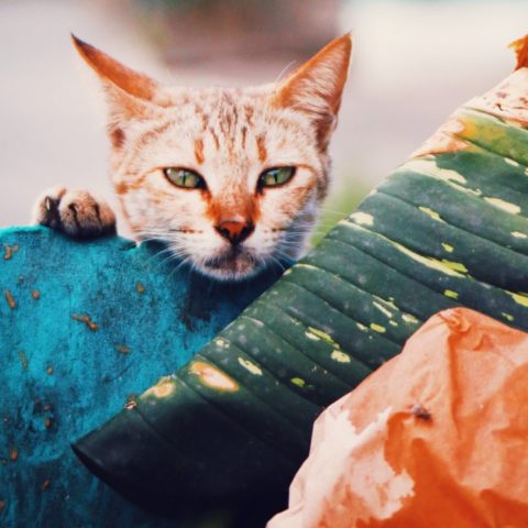 como hacer que mi gato deje de hurgar basura