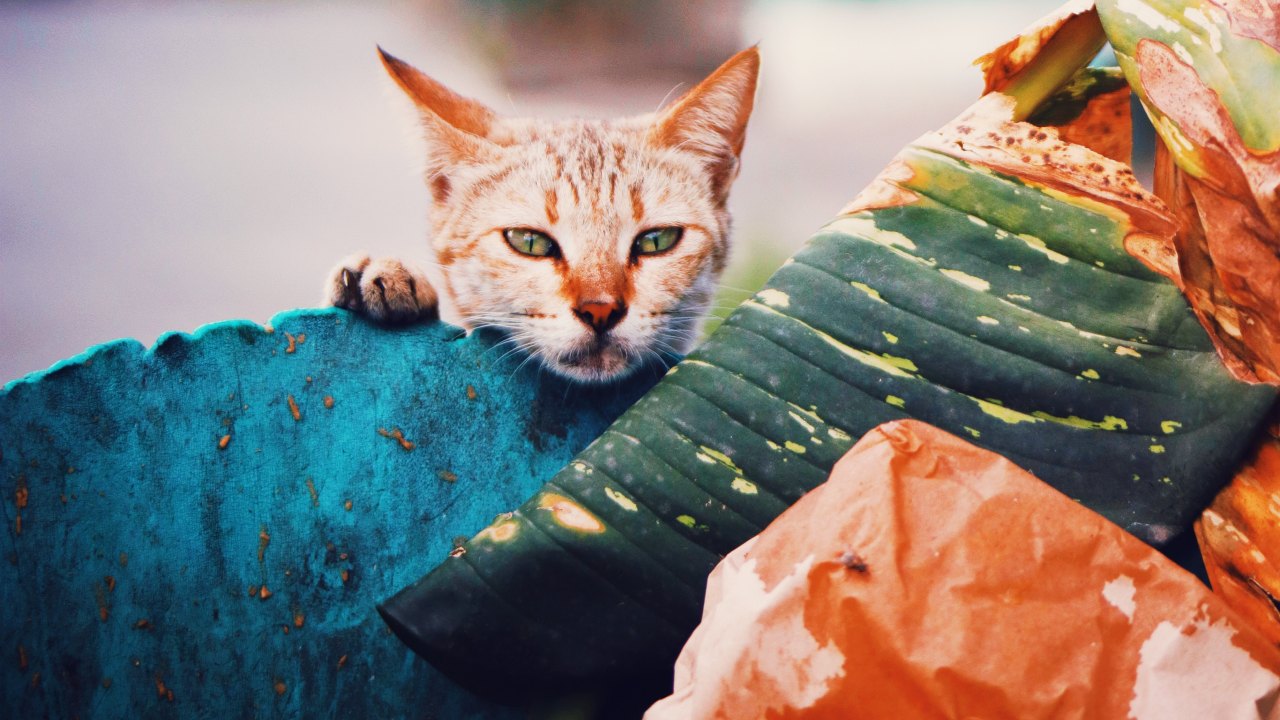 como hacer que mi gato deje de hurgar basura