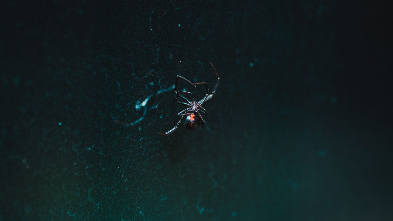 aprende-a-identificar-aranas-venenosas