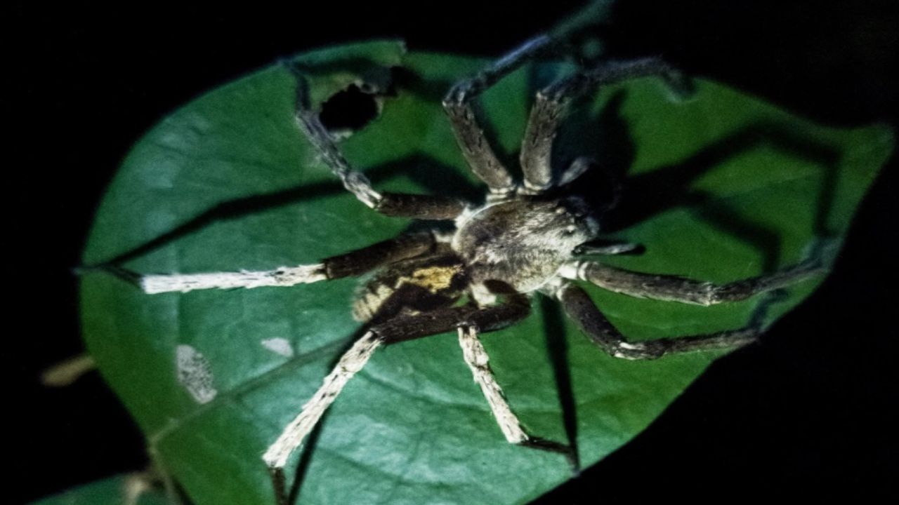 identificar-a-una-arana-venenosa 