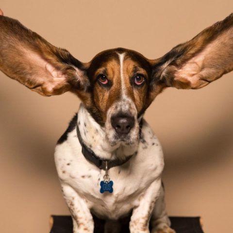 Cómo y cuándo debo limpiarle las orejas a mi perro