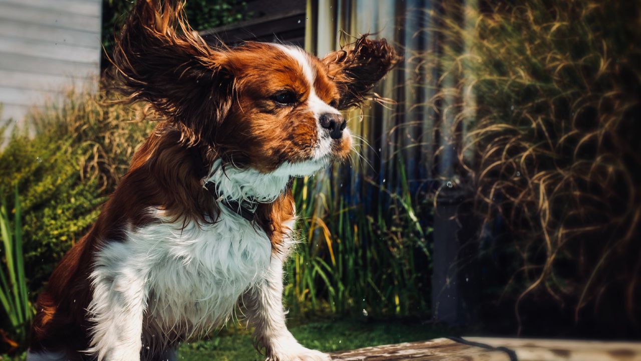 Cómo limpiarle las orejas a mi perro