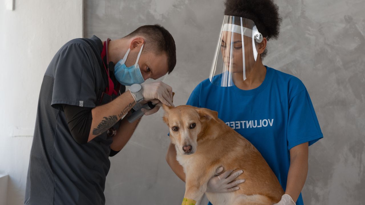 Cada cuánto debo limpiarle las orejas a mi perro