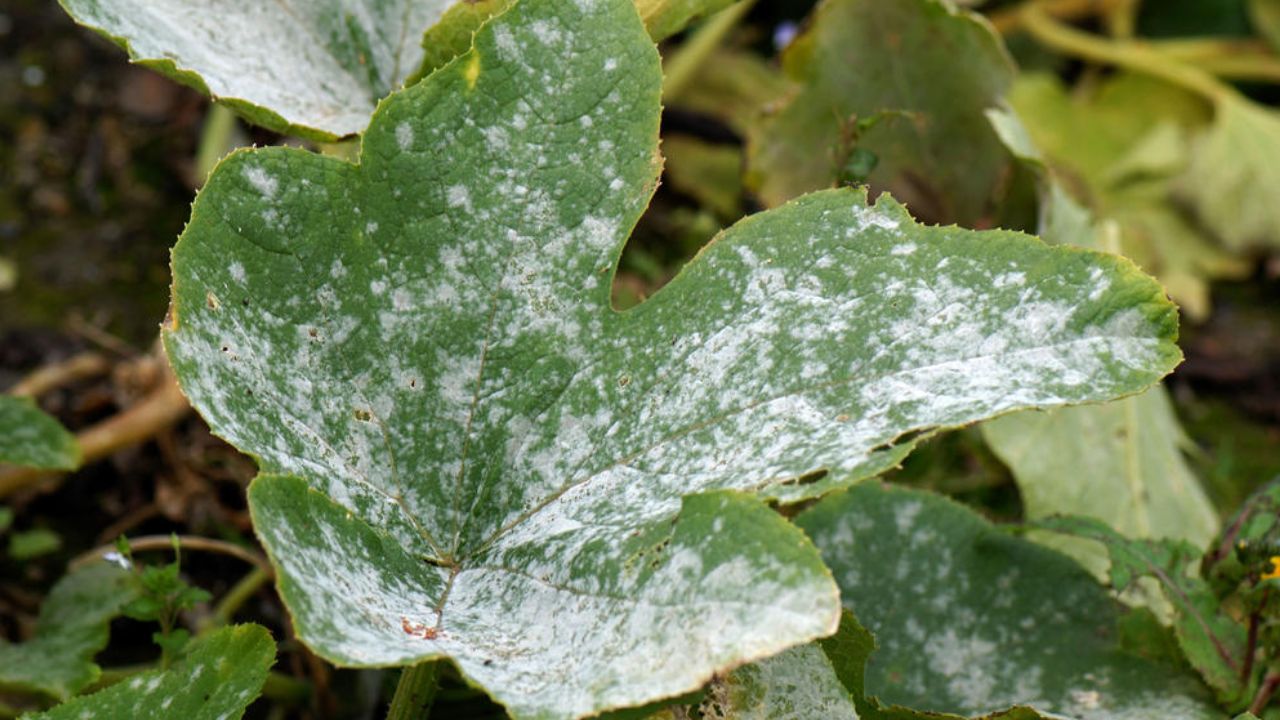 Cómo eliminar el hongo blanco