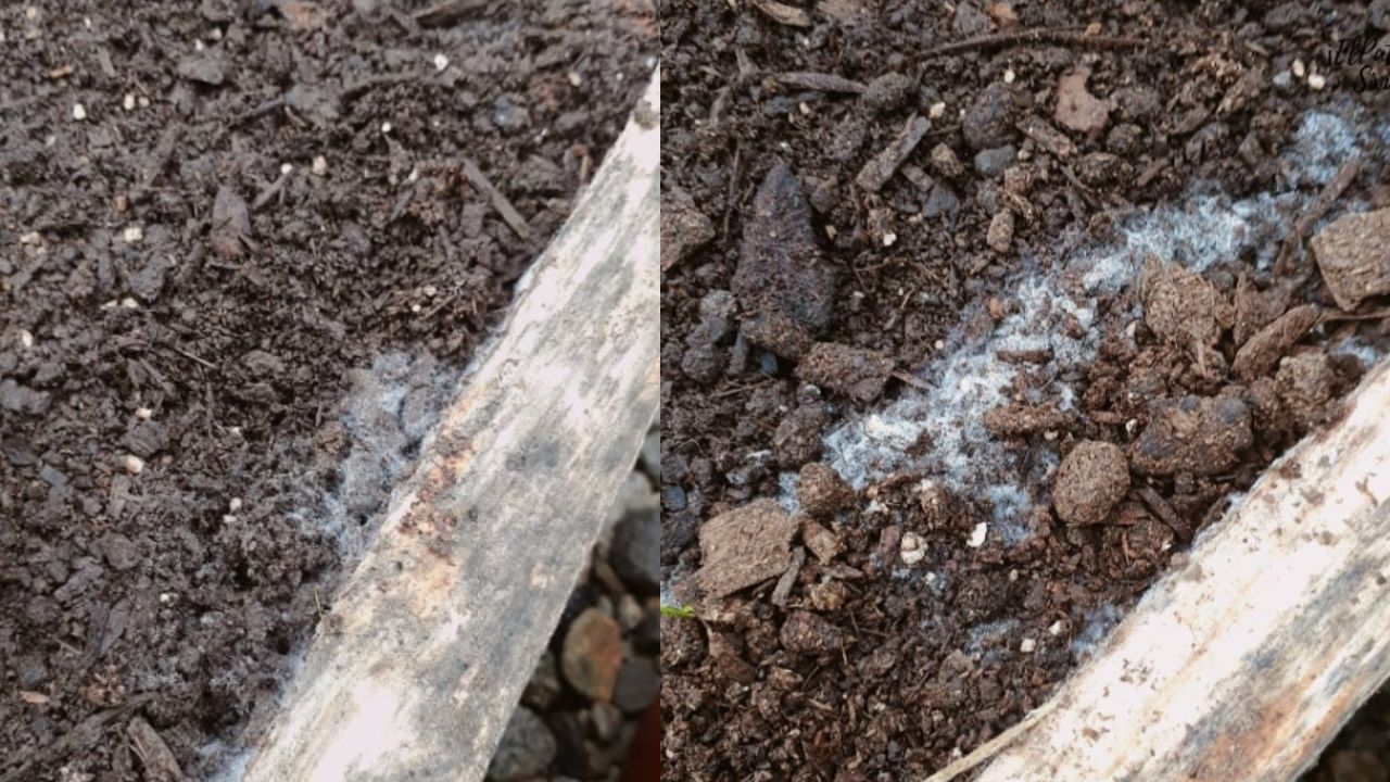 Síntomas de moho blanco en tus plantas