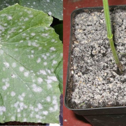 Cómo eliminar el moho blanco de las plantas