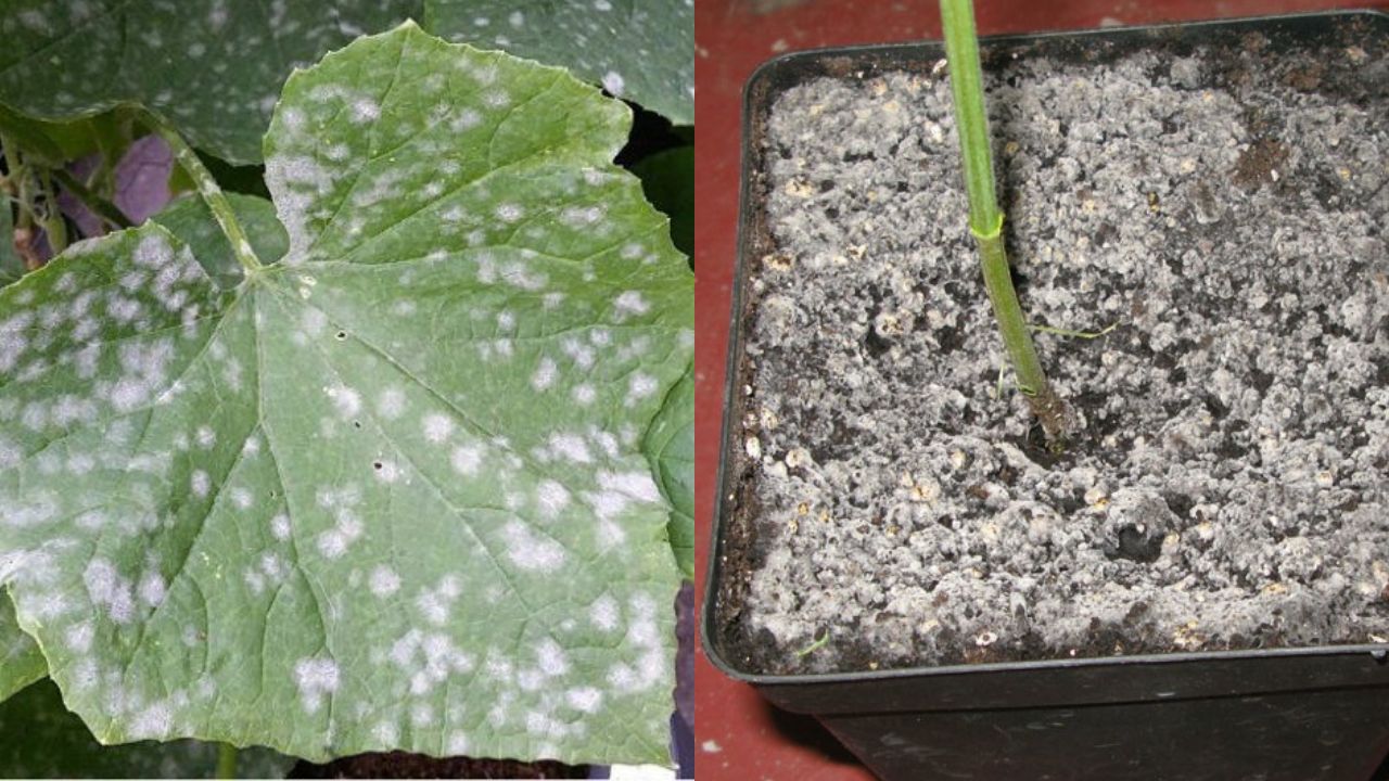 Cómo eliminar el moho blanco de las plantas