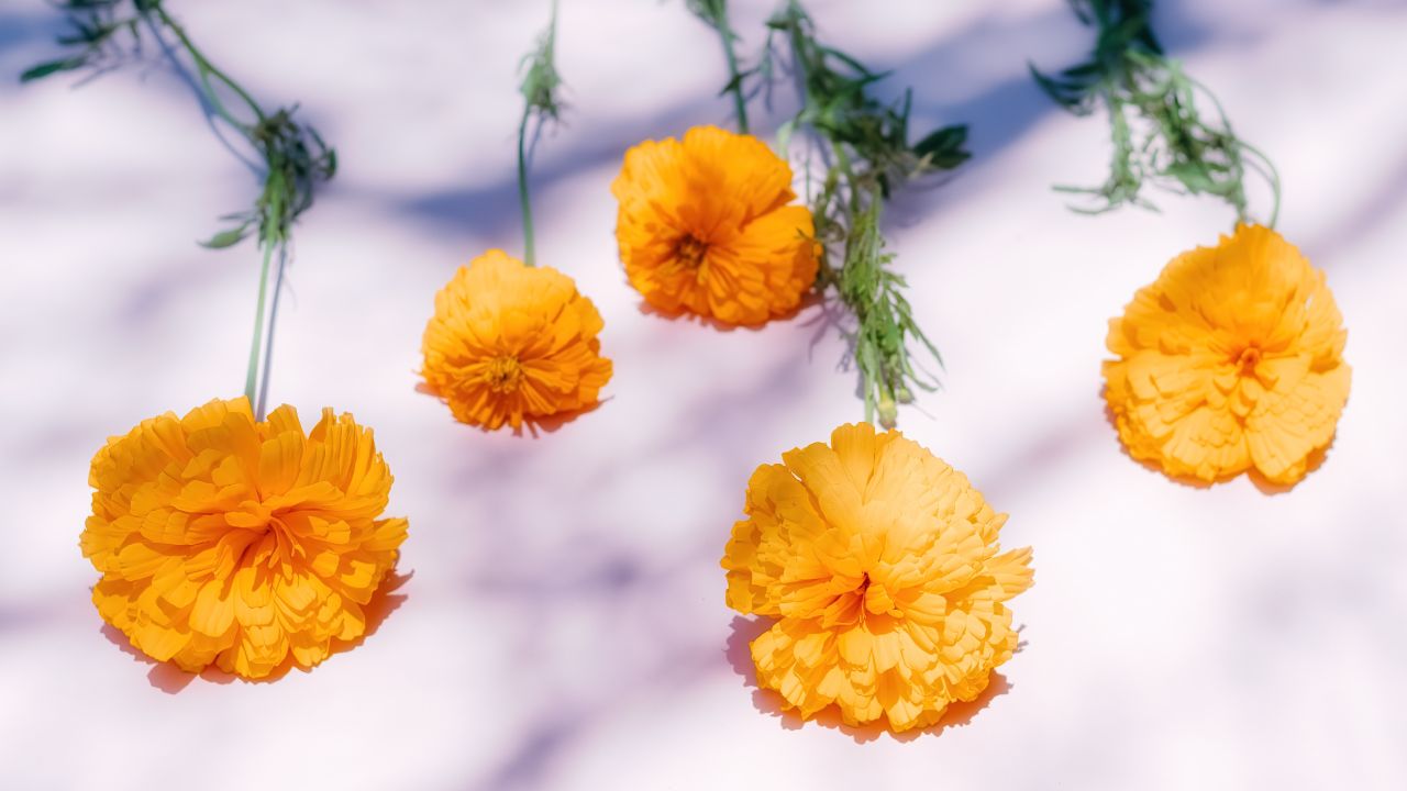 Cómo reproducir un cempasúchil