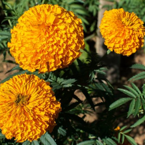 Cómo obtener las semillas de la cempasúchil