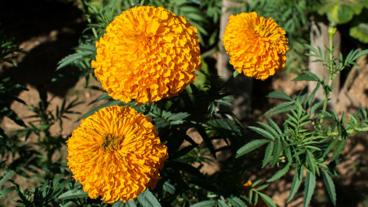 Cómo obtener las semillas de la cempasúchil