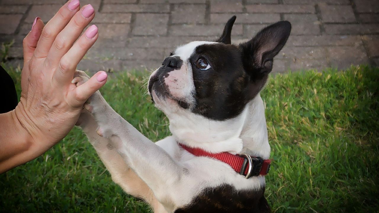 Cómo saber si mi perro es zurdo o diestro