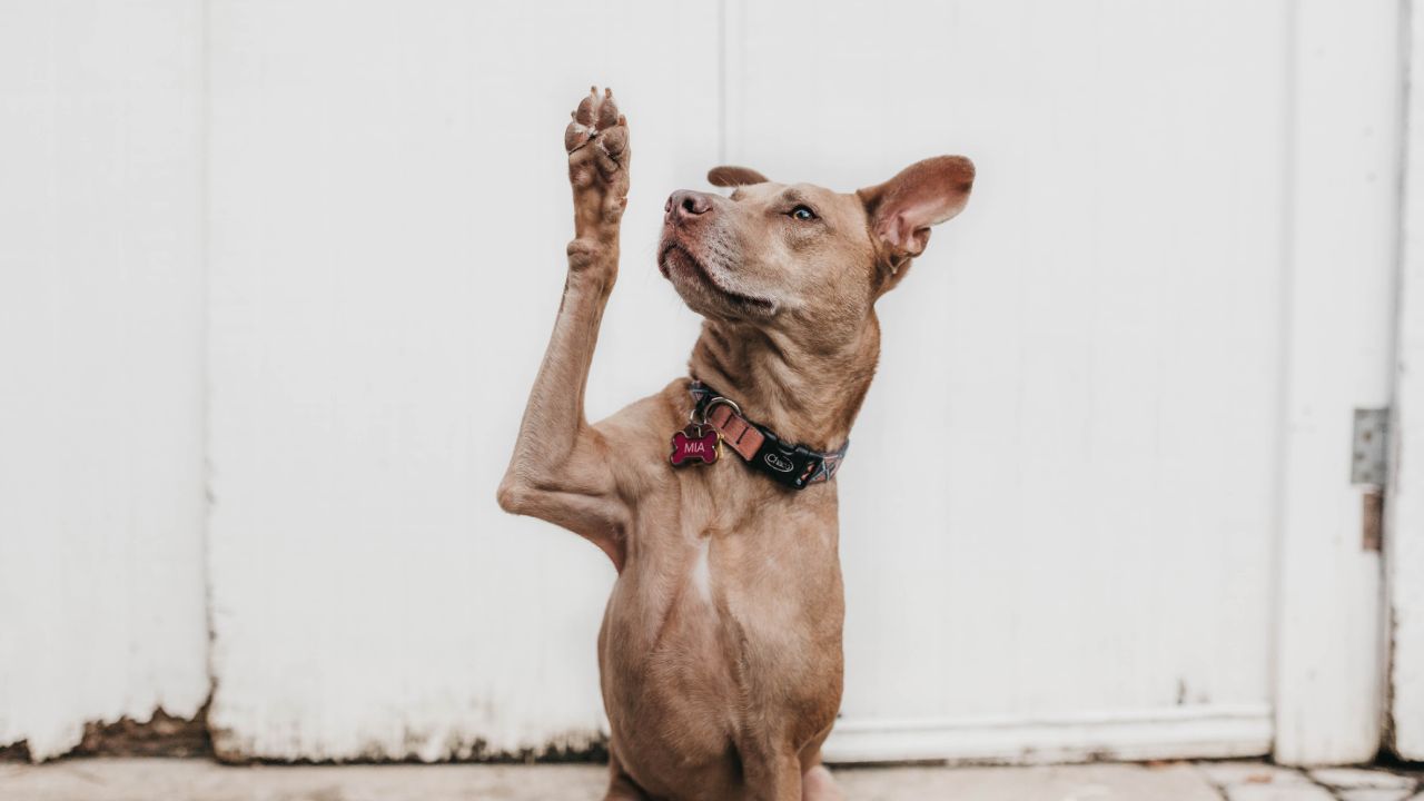 Qué pata usa más tu perro