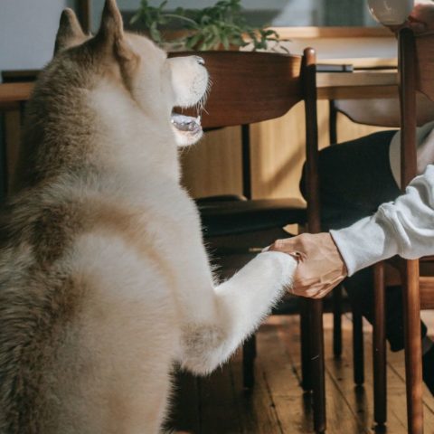 Cómo saber si mi perro es zurdo o diestro