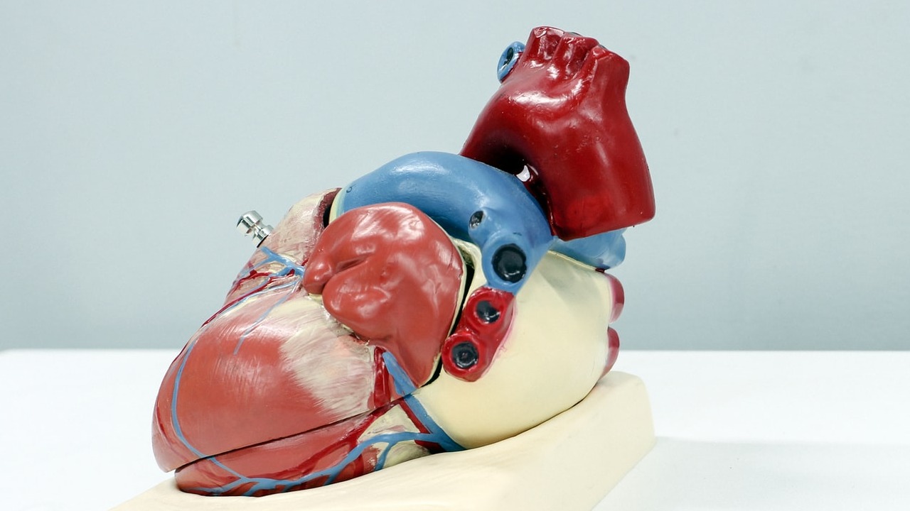 cómo saber si eres propenso a enfermedad cardiovascular