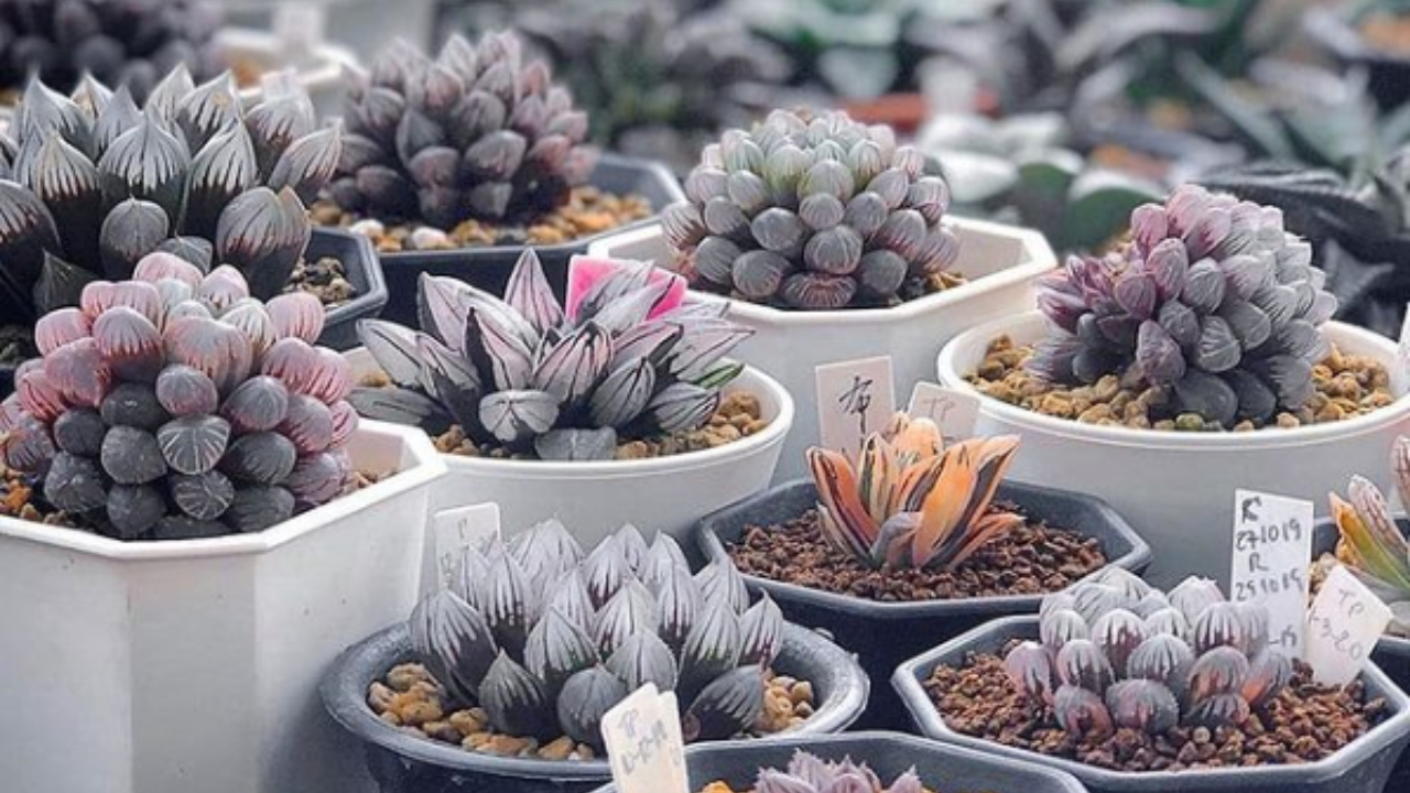 Suculentas de Sudáfrica transparentes