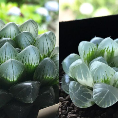 Suculentas translúcidas