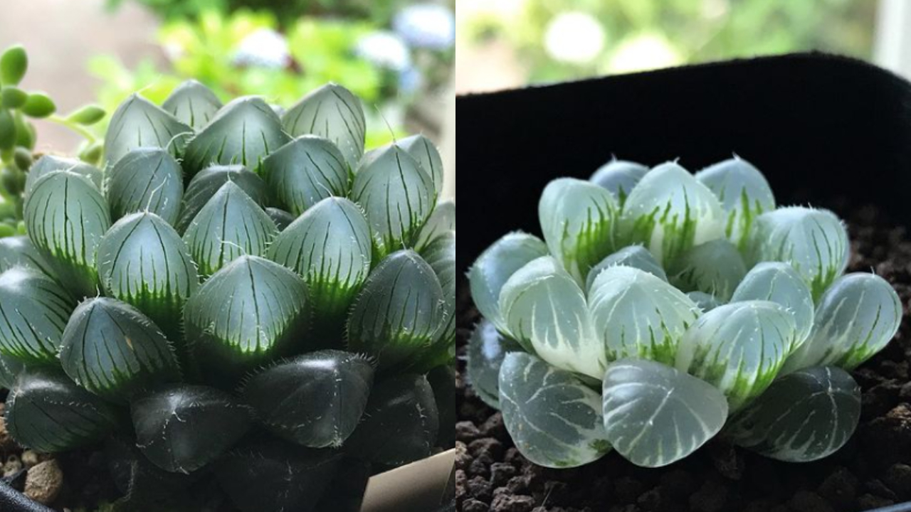 Suculentas translúcidas