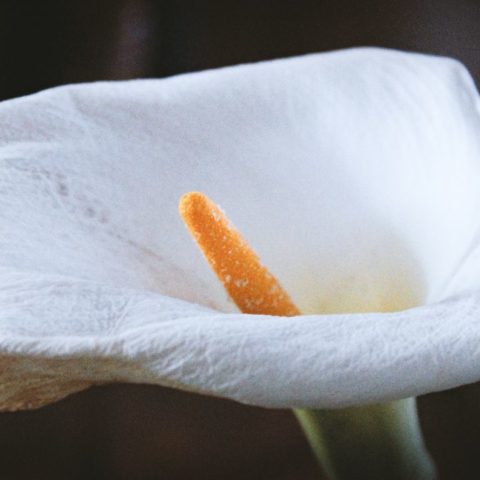 Consejos y cuidados para mantener tus alcatraces