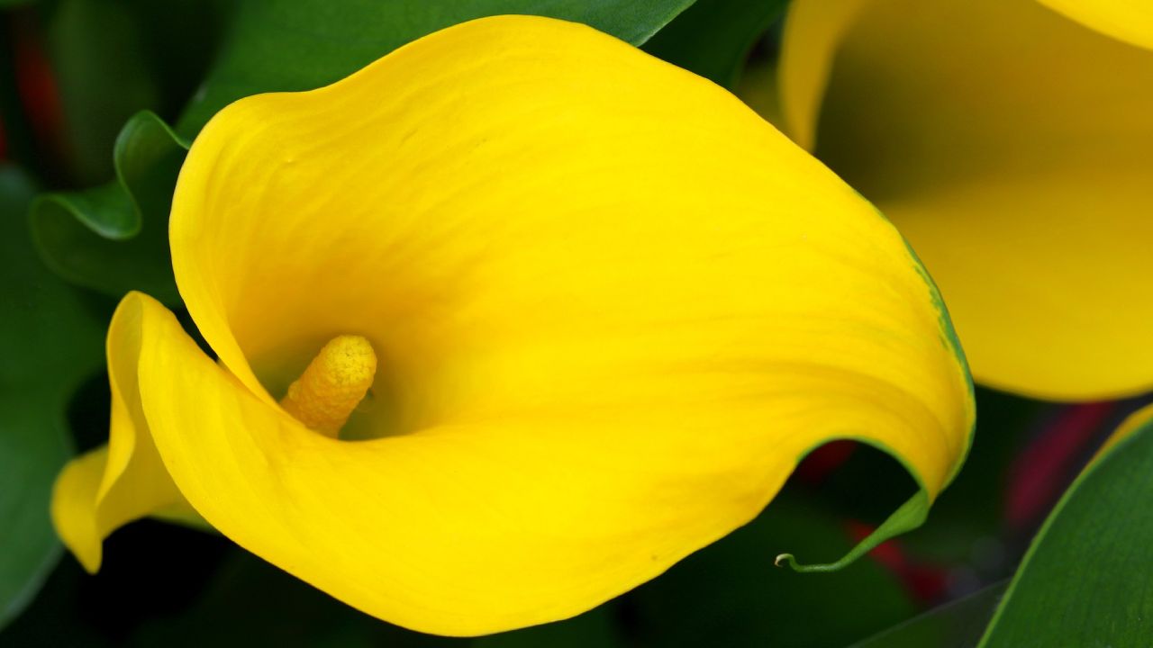 Consejos y cuidados para mantener tus alcatraces sanos