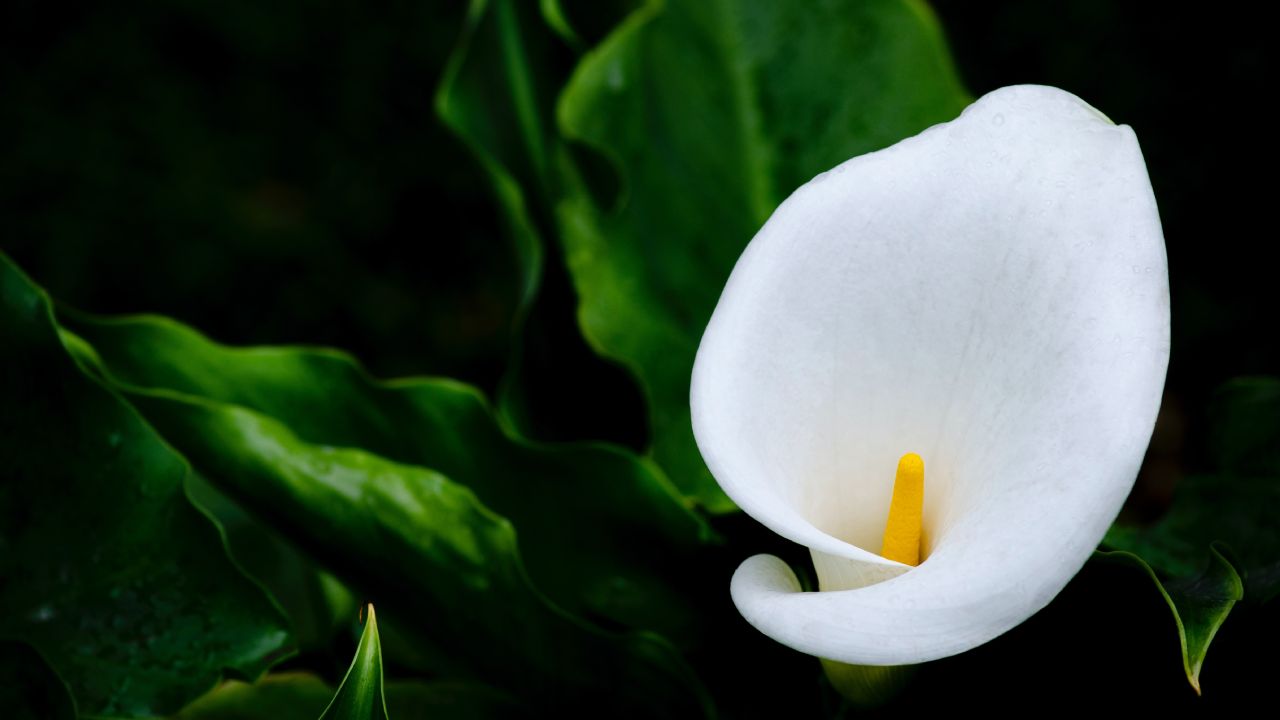 Cómo cuidar tus plantas de alcatraz