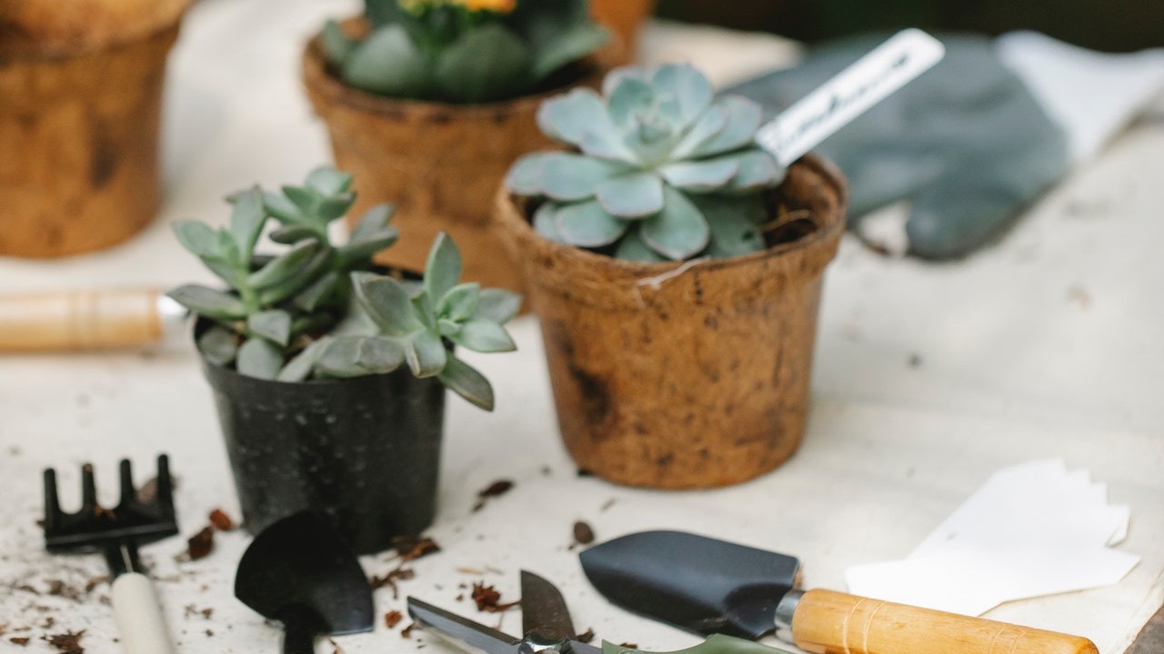 Cual es el sustrato ideal para tu suculenta cómo hacer