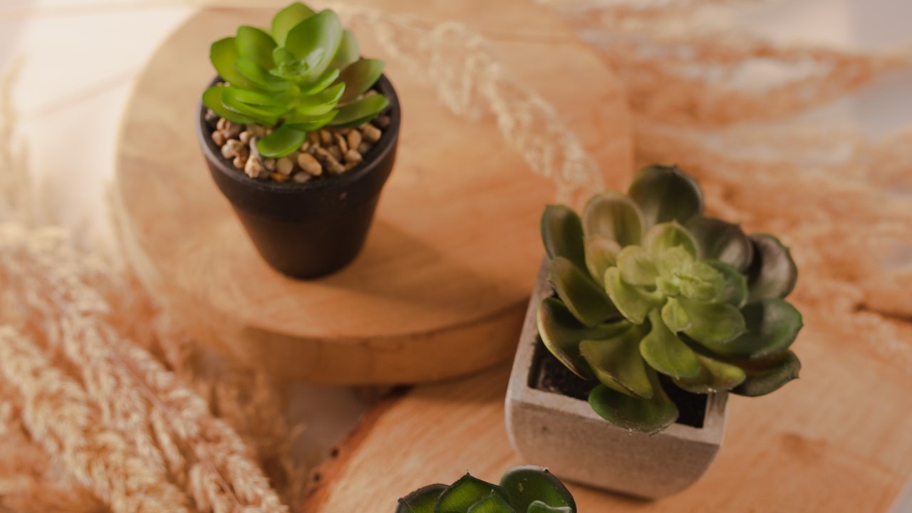 Cual es el sustrato ideal para tu suculenta