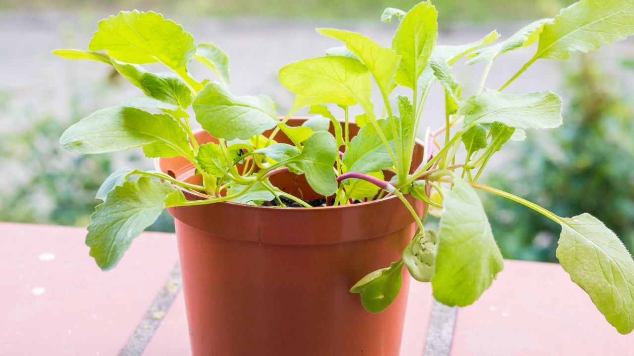 Ventajas y desventajas de las macetas de plástico