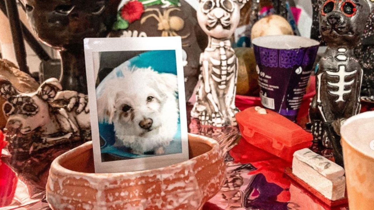 Dia-de-muertos-cuando-vienen-las-mascotas-perros-y-gatos