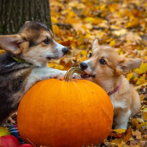 Dia-de-muertos-cuando-vienen-las-mascotas