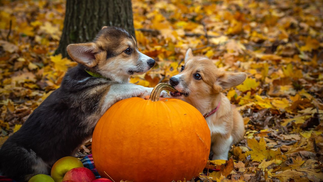 Dia-de-muertos-cuando-vienen-las-mascotas