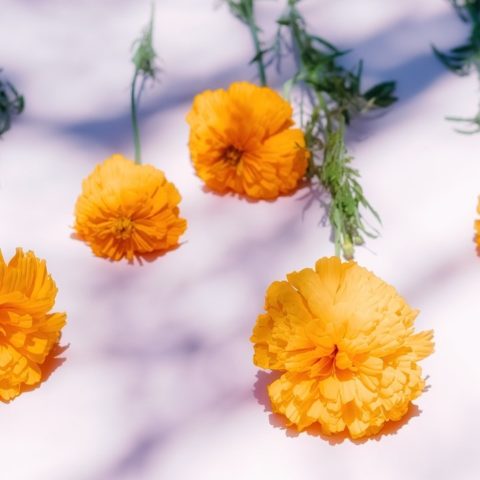 cempasuchil combate cáncer de colon