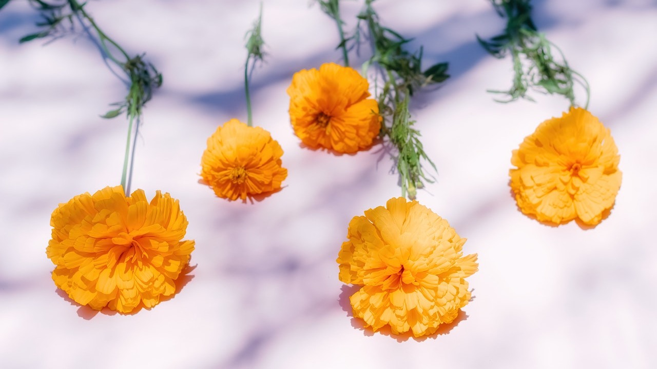 cempasuchil combate cáncer de colon