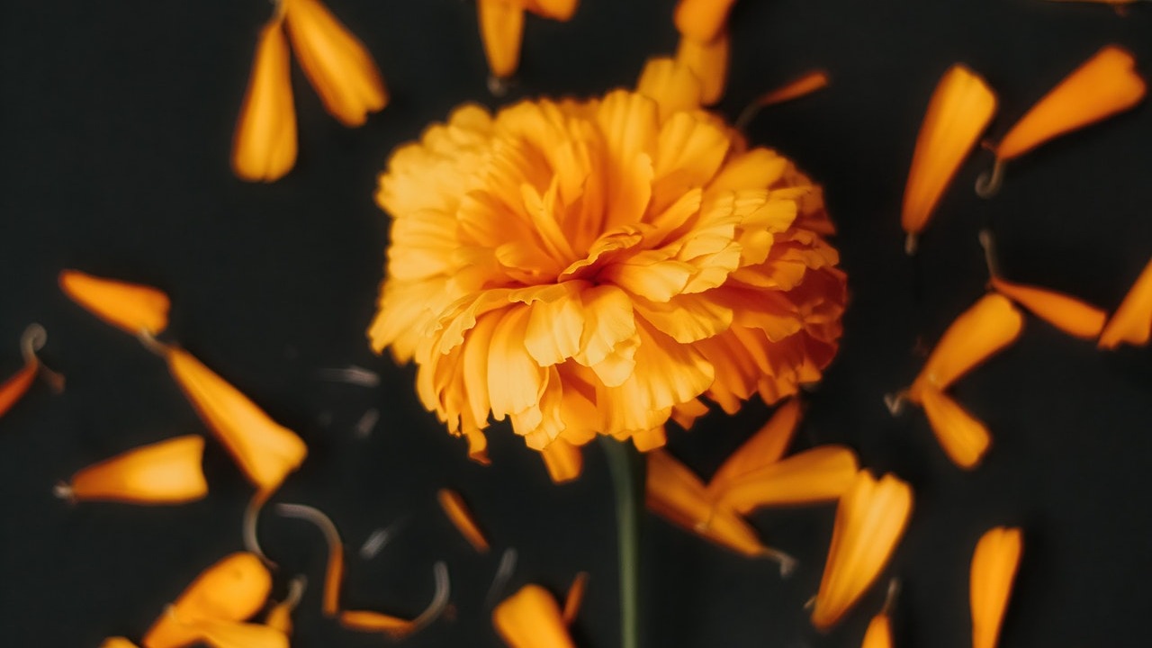 tratamiento contra el cáncer de colon