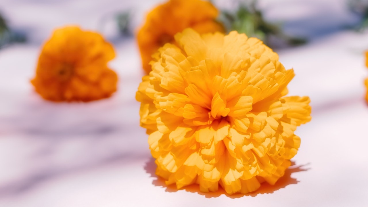 cáncer de colon enfermedad