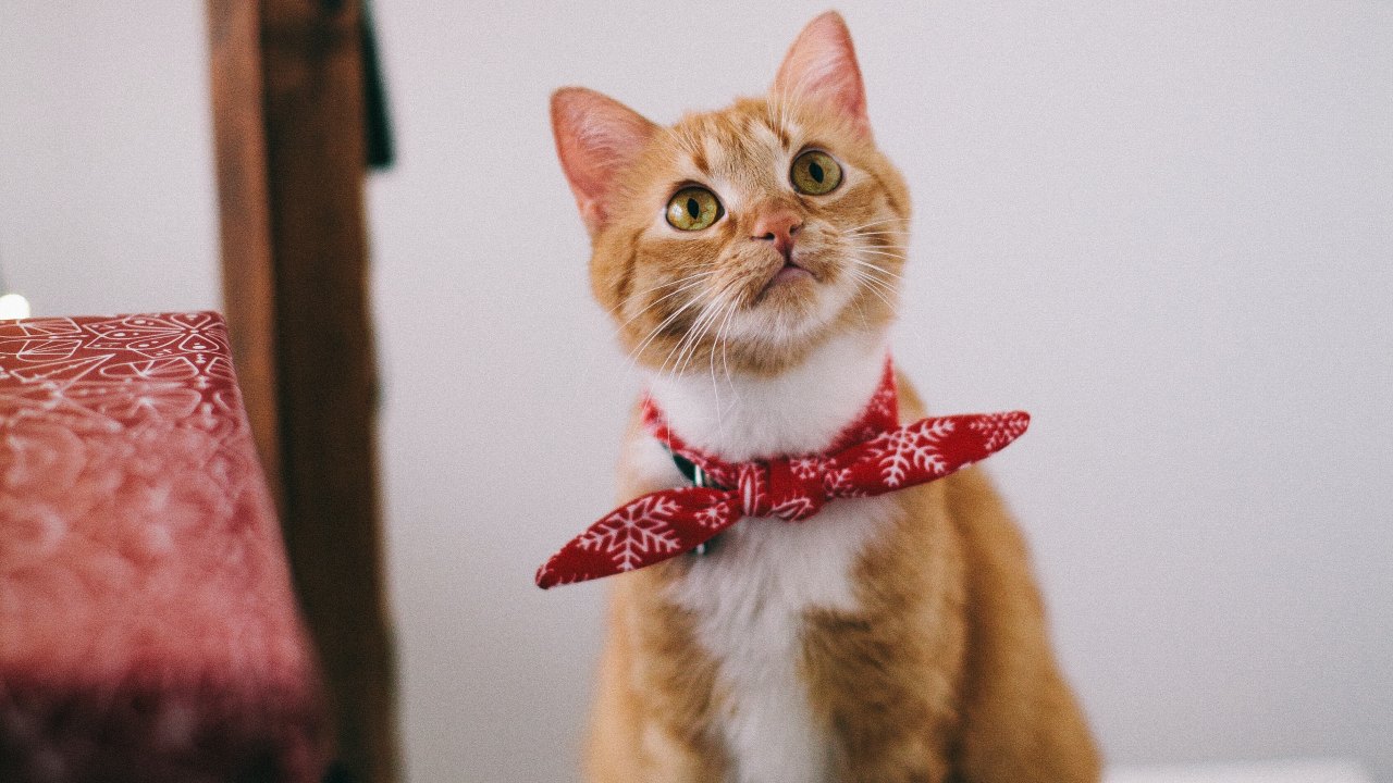 que significa que tu gato parpadee al mirarte