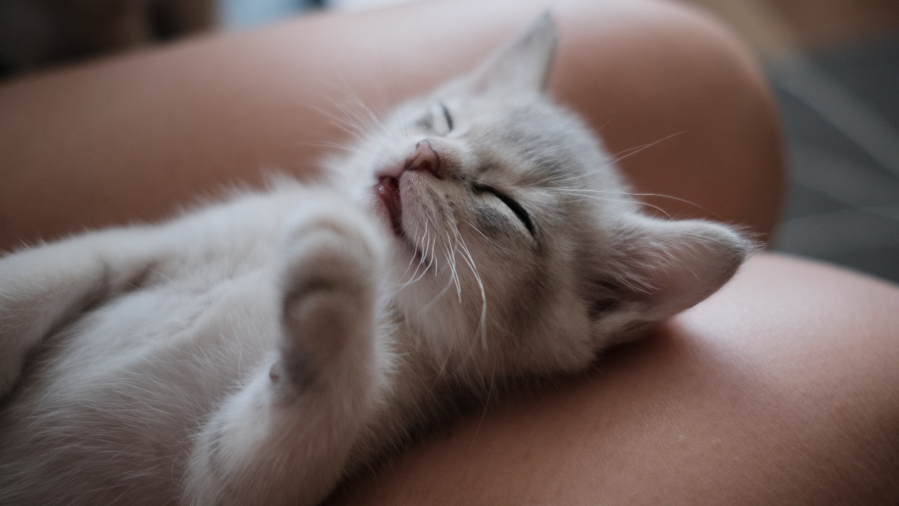 significado de que tu gato parpadee lento al mirarte