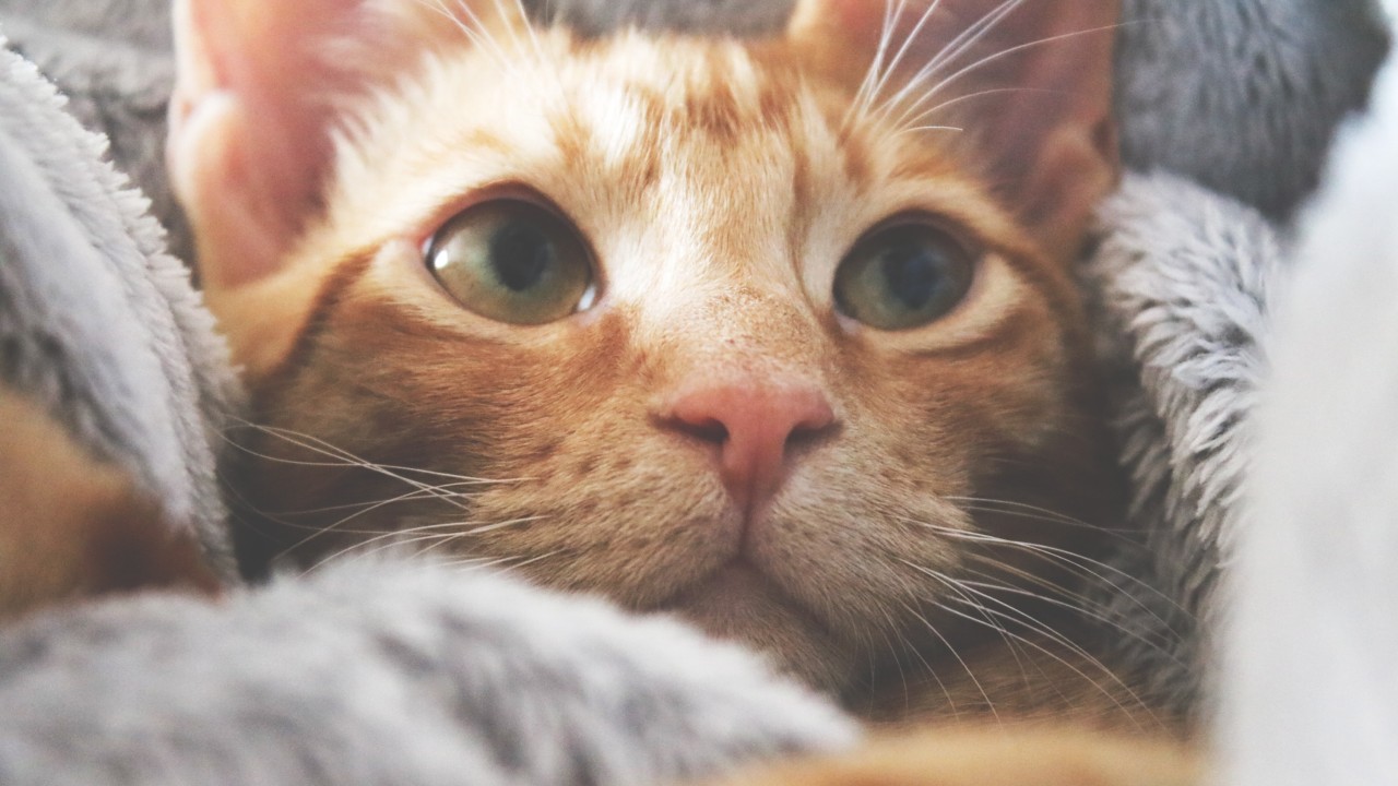 por que mi gato me mira fijamente