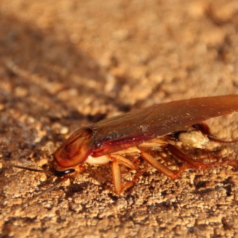 Qué significa tener cucarachas en casa